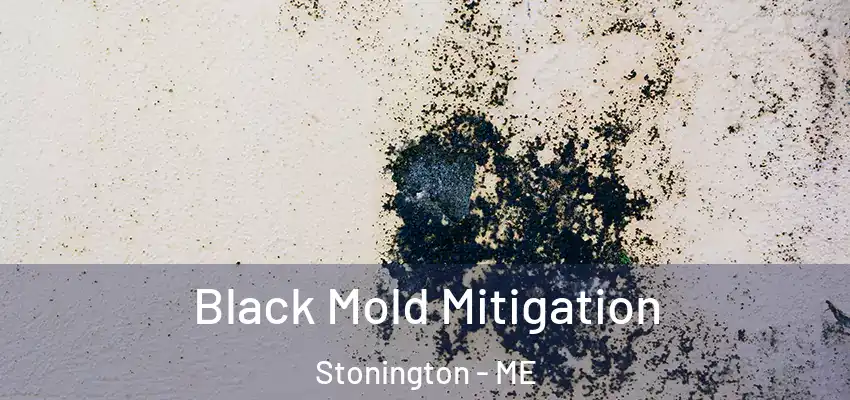 Black Mold Mitigation Stonington - ME