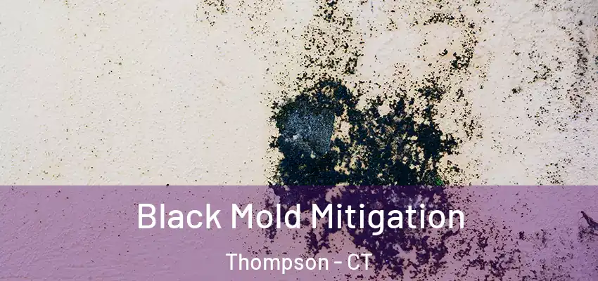 Black Mold Mitigation Thompson - CT