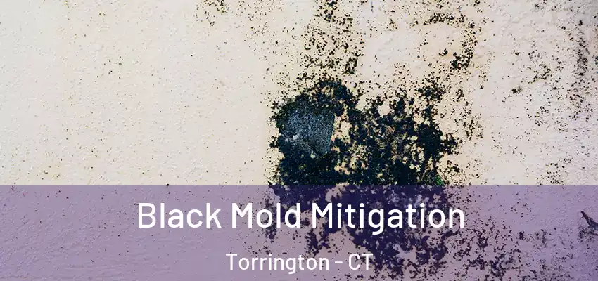 Black Mold Mitigation Torrington - CT