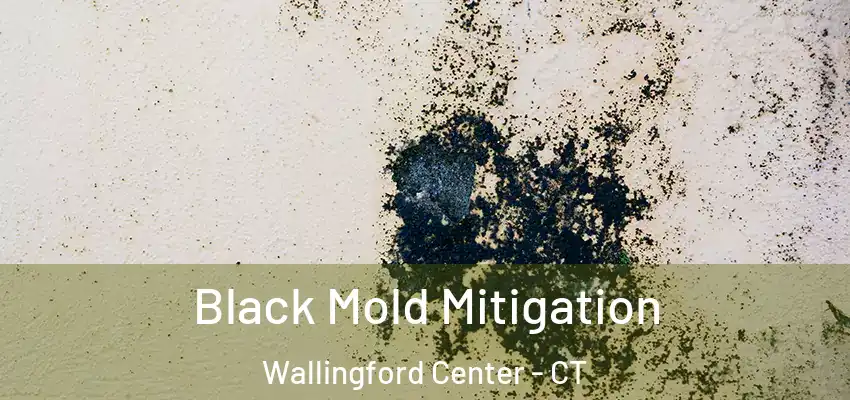 Black Mold Mitigation Wallingford Center - CT