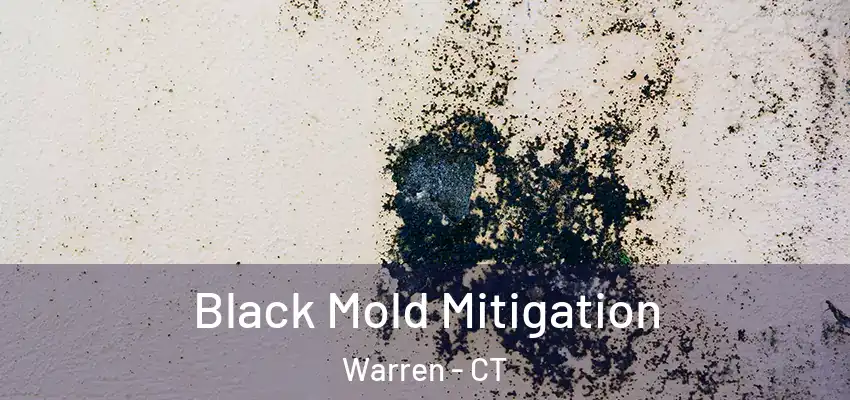 Black Mold Mitigation Warren - CT