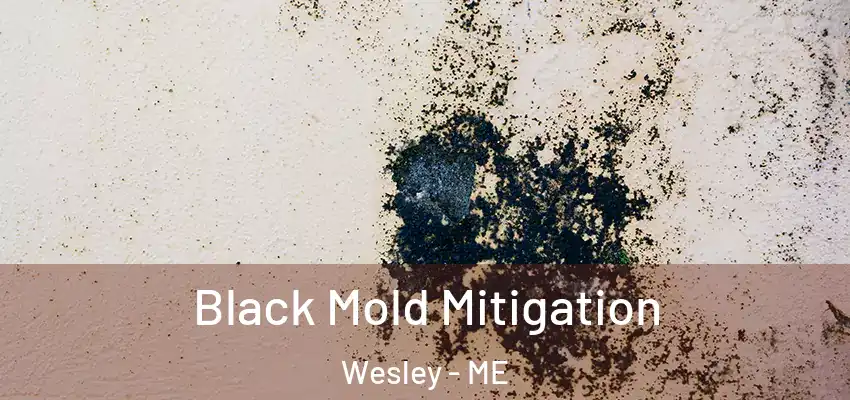 Black Mold Mitigation Wesley - ME