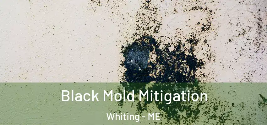 Black Mold Mitigation Whiting - ME