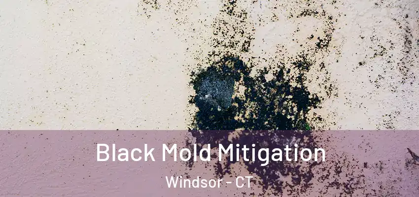 Black Mold Mitigation Windsor - CT