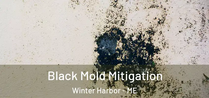 Black Mold Mitigation Winter Harbor - ME