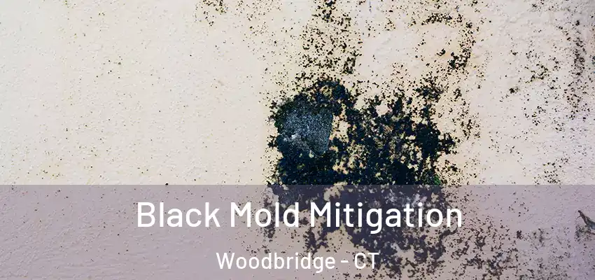 Black Mold Mitigation Woodbridge - CT