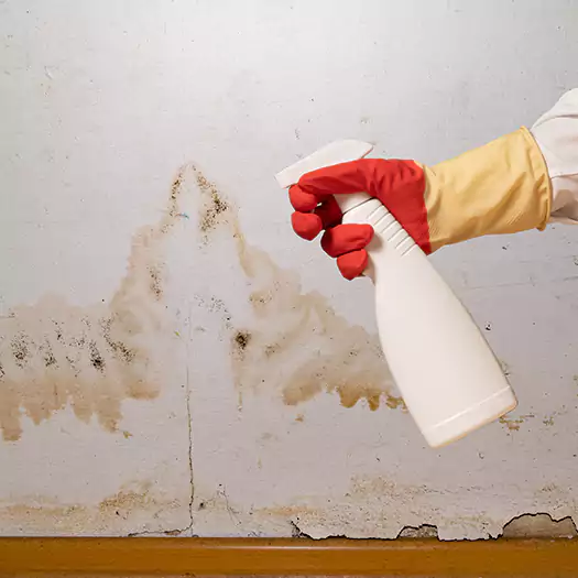 Trusted Black Mold Mitigation Specialists in Hartford, CT