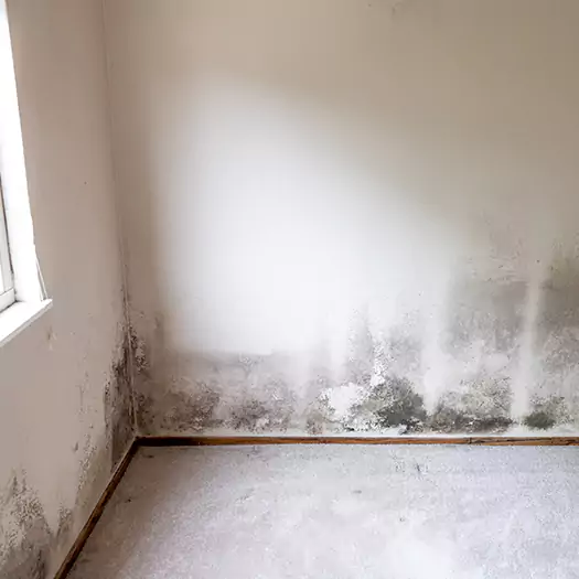 Trusted Mold Cleanup Specialists in Hartford, CT