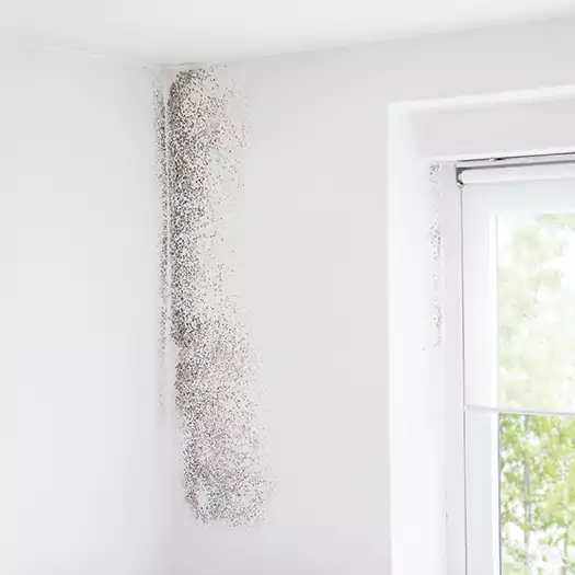 Trusted Mold Eradication Professionals Serving in Hartford, CT