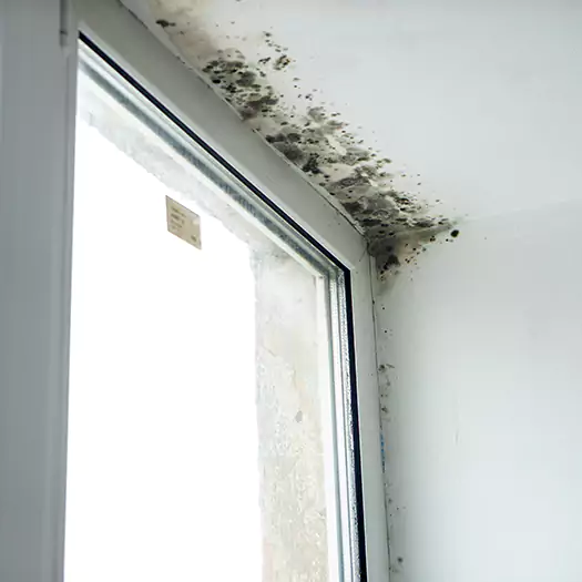 Trusted Mold on Bathroom Ceiling Experts in Hartford, CT