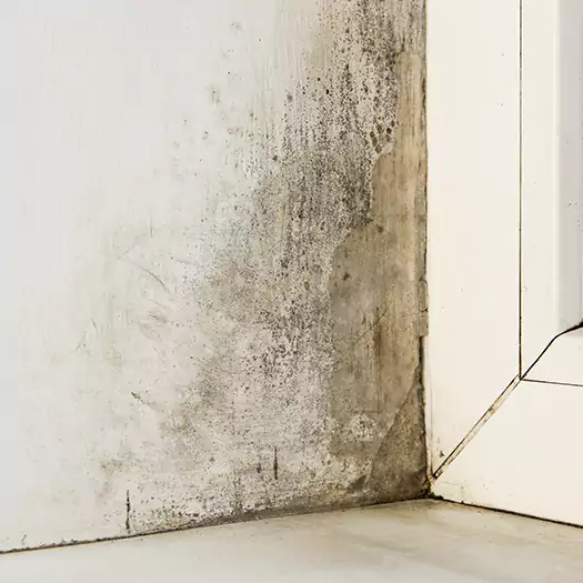 Skilled Mold on Drywall Experts in Hartford, CT