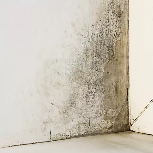 #1 Mold Remediation and Removal Experts in Hartford, CT