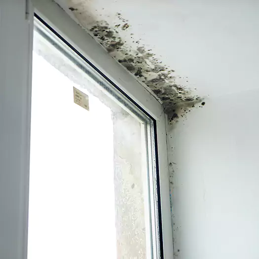 Reliable Mold Treatment Specialists in Hartford, CT