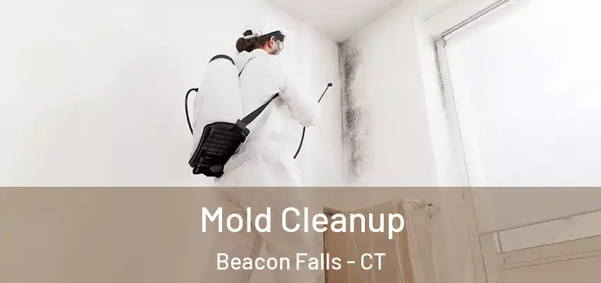  Mold Cleanup Beacon Falls - CT