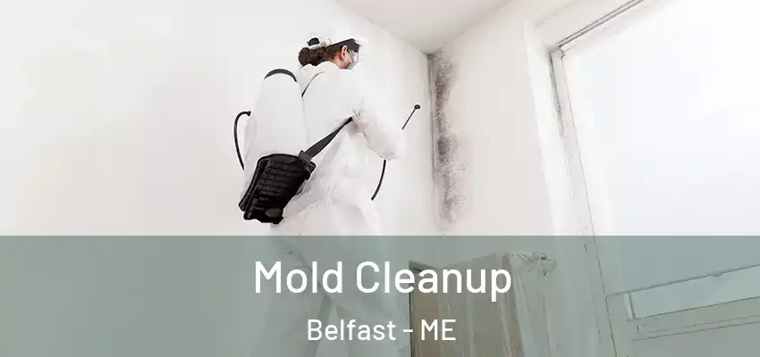 Mold Cleanup Belfast - ME