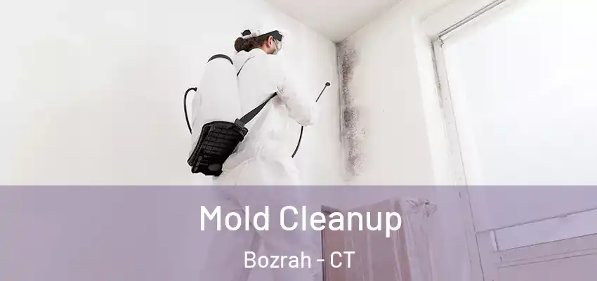  Mold Cleanup Bozrah - CT