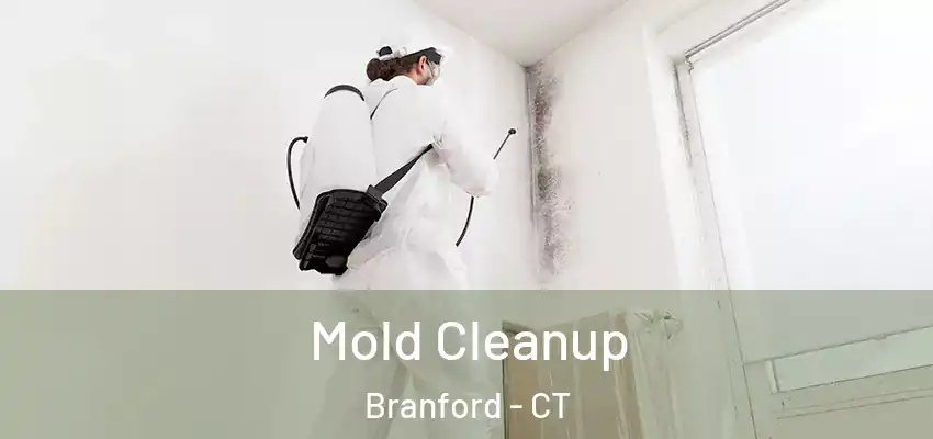  Mold Cleanup Branford - CT