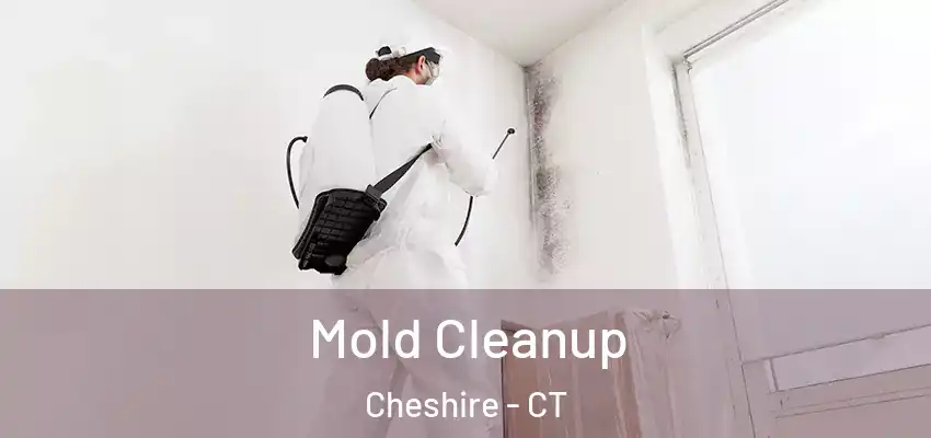  Mold Cleanup Cheshire - CT