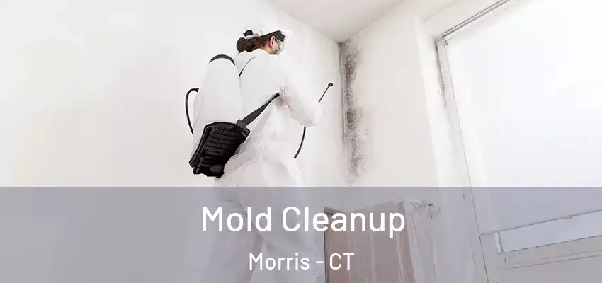 Mold Cleanup Morris - CT