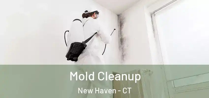Mold Cleanup New Haven - CT
