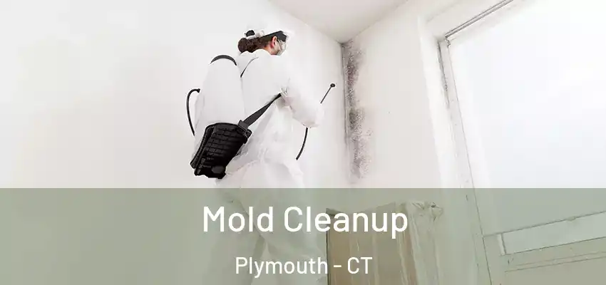  Mold Cleanup Plymouth - CT