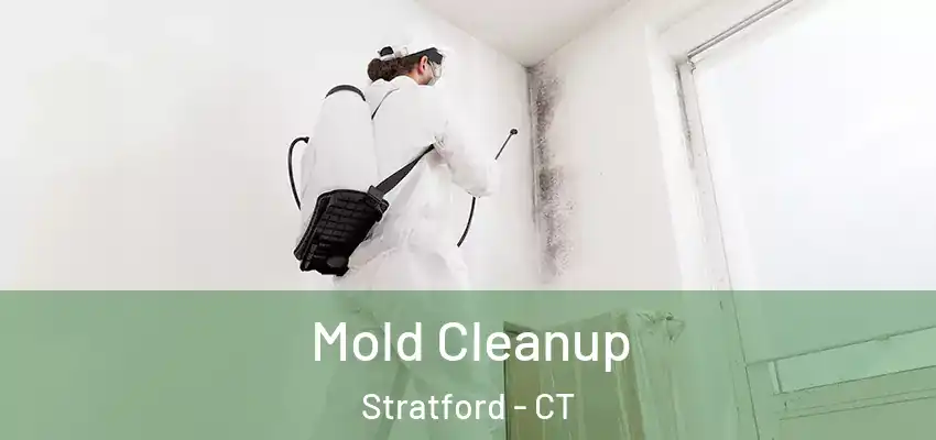 Mold Cleanup Stratford - CT