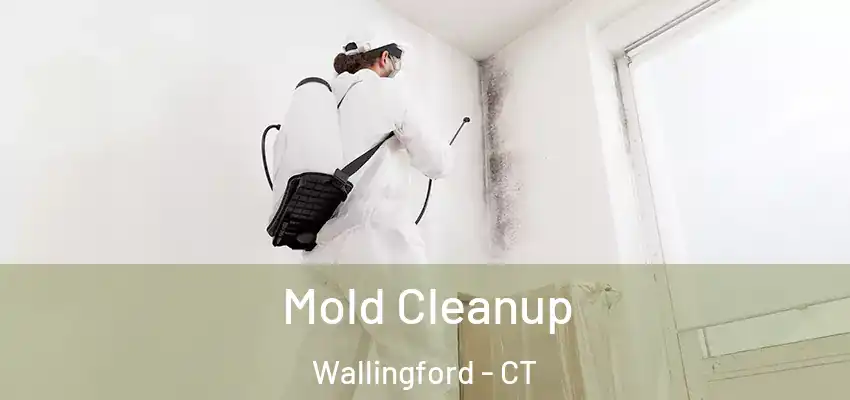 Mold Cleanup Wallingford - CT