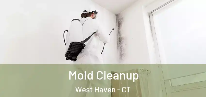 Mold Cleanup West Haven - CT
