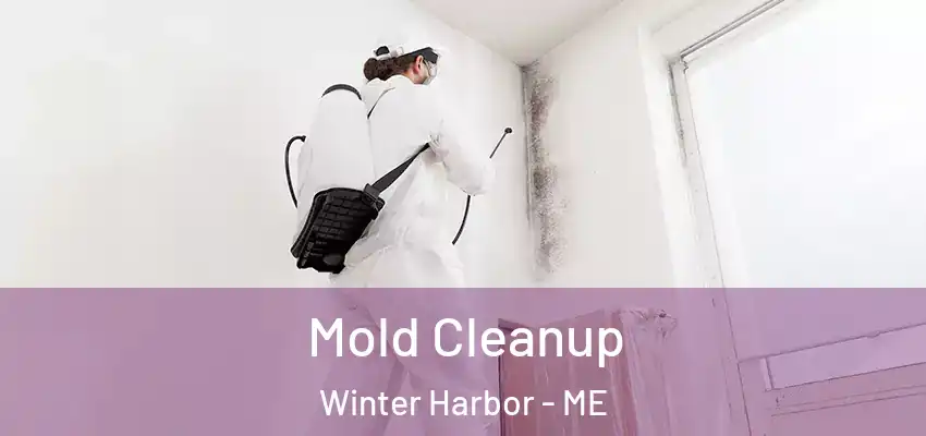 Mold Cleanup Winter Harbor - ME
