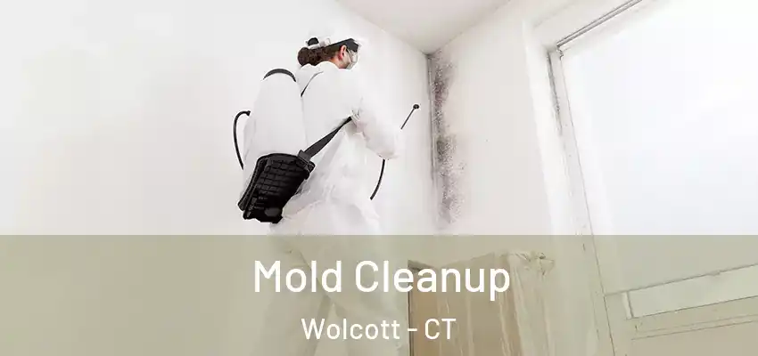 Mold Cleanup Wolcott - CT