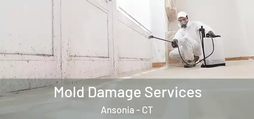 Mold Damage Services Ansonia - CT