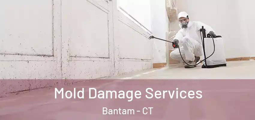 Mold Damage Services Bantam - CT