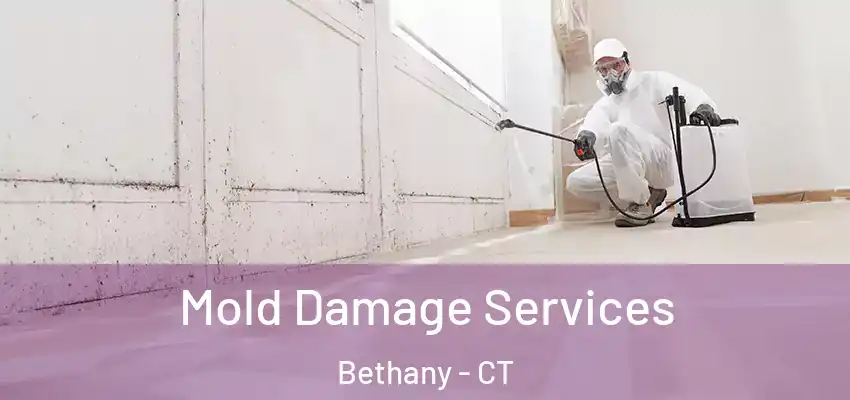 Mold Damage Services Bethany - CT