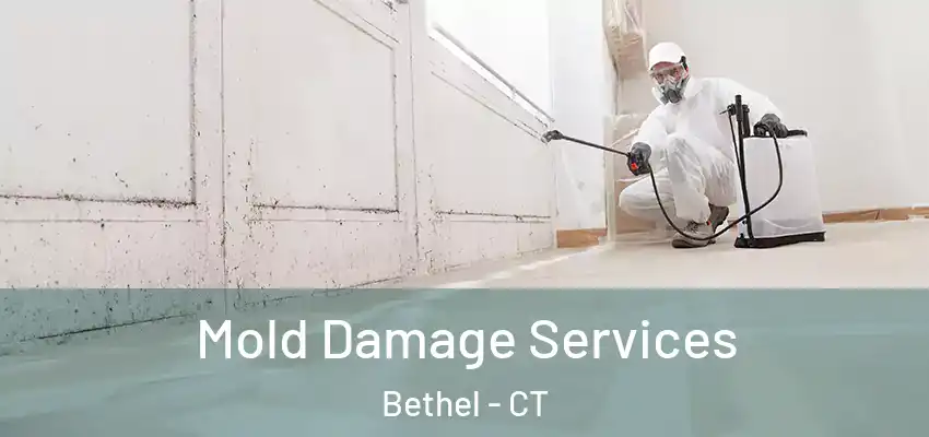  Mold Damage Services Bethel - CT