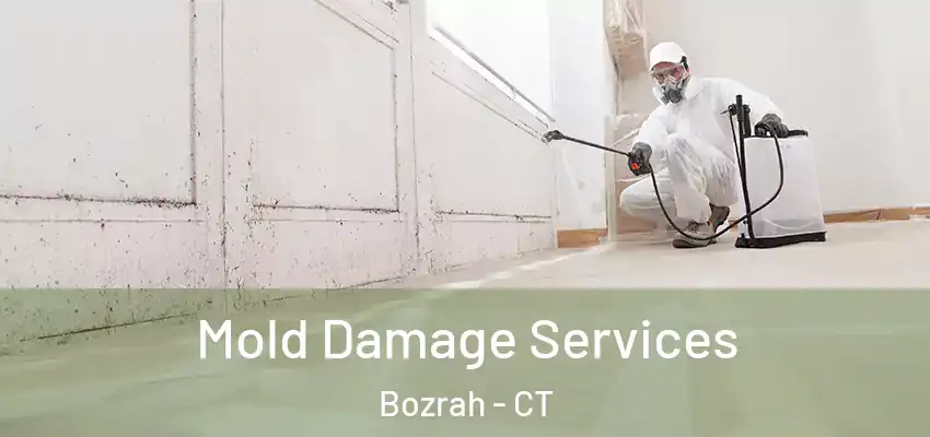 Mold Damage Services Bozrah - CT