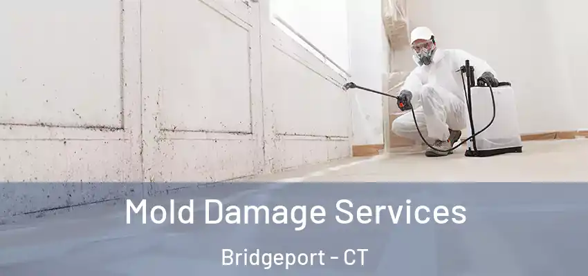 Mold Damage Services Bridgeport - CT