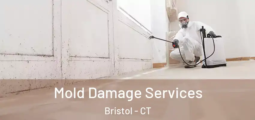 Mold Damage Services Bristol - CT