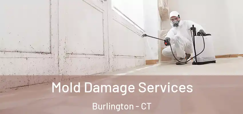 Mold Damage Services Burlington - CT