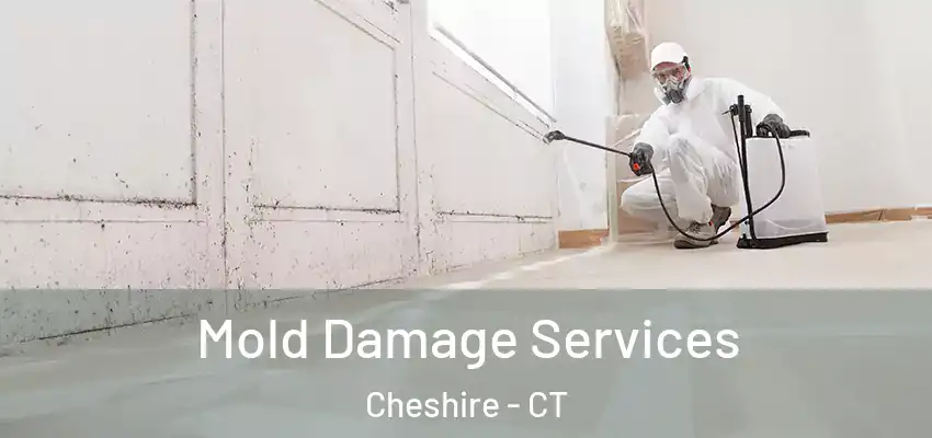 Mold Damage Services Cheshire - CT