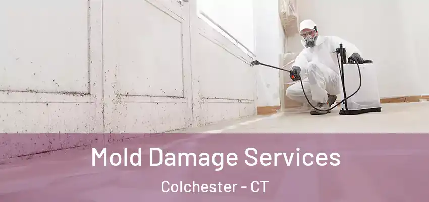 Mold Damage Services Colchester - CT