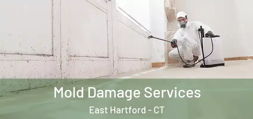  Mold Damage Services East Hartford - CT