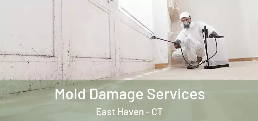Mold Damage Services East Haven - CT