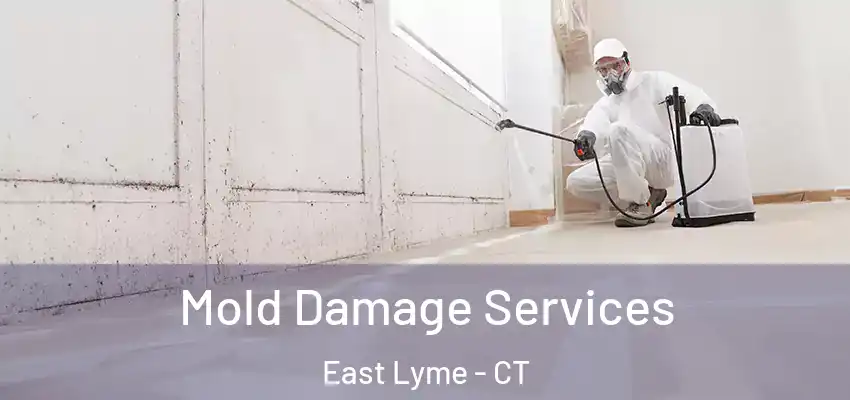 Mold Damage Services East Lyme - CT