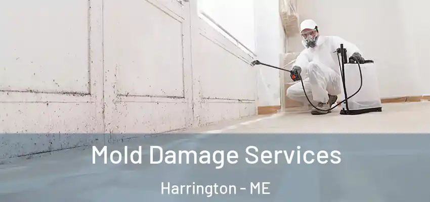 Mold Damage Services Harrington - ME