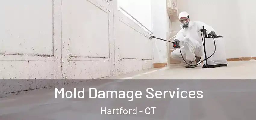  Mold Damage Services Hartford - CT