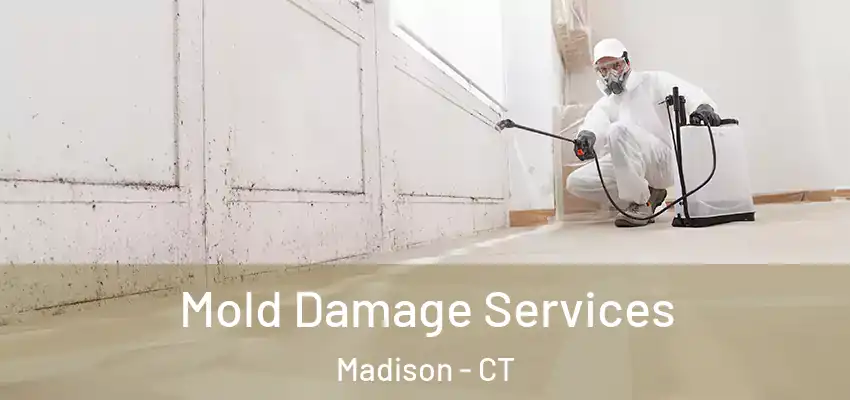 Mold Damage Services Madison - CT