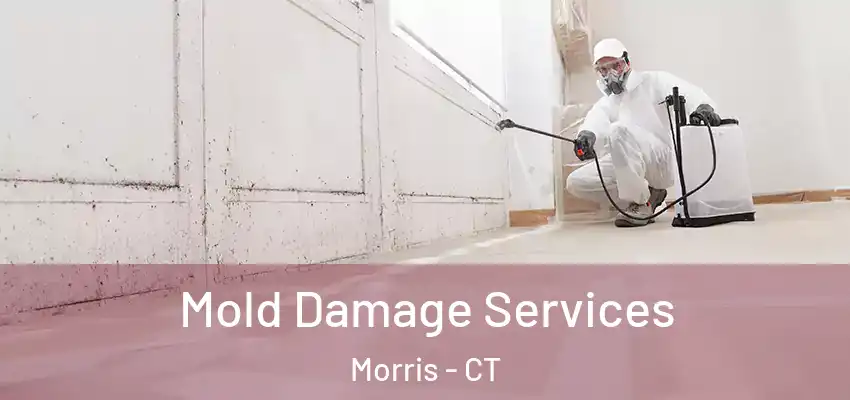 Mold Damage Services Morris - CT