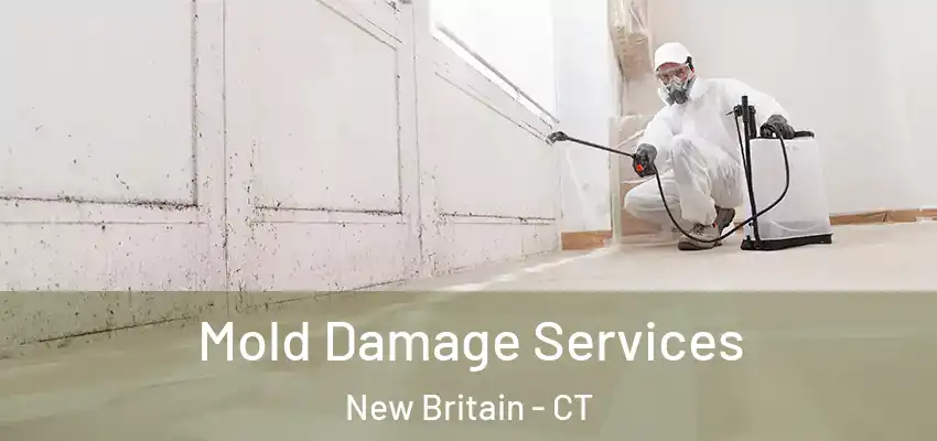  Mold Damage Services New Britain - CT