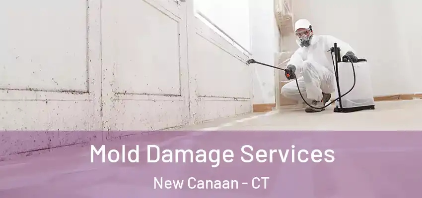 Mold Damage Services New Canaan - CT