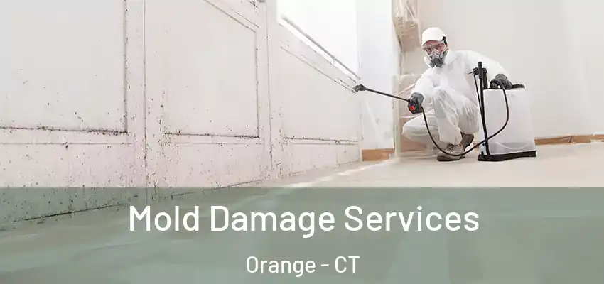 Mold Damage Services Orange - CT
